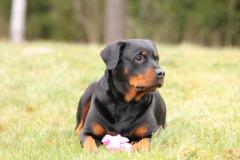 Rottweiler