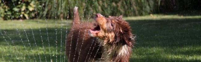 Sophie Garten und Wasser!