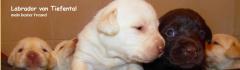 Labradors von Tiefental