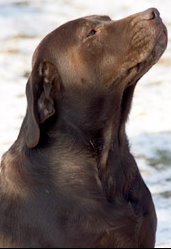 Labrador von Tiefenthal