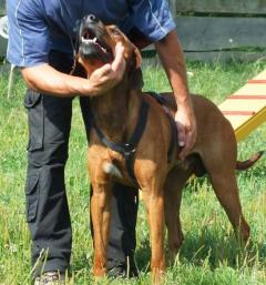 Hundeschule Behnke