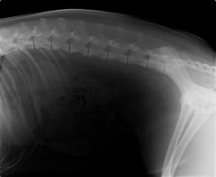 Spondylose Lendenwirbelsäule 3 jähriger Hund