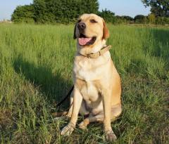 Nyla in der Hundeschule