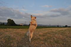 Hund in Bewegung