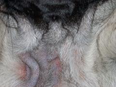 Demodikose beim Mops