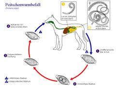 Peitschenwurmbefall des Hundes