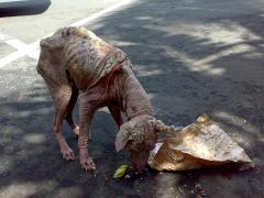 Hochgradige Sarcoptes-Räude bei einem verwilderten Straßenhund