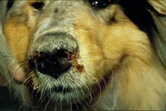 Staupe | An Staupe erkrankter Hund mit eitrigem Nasenausfluss