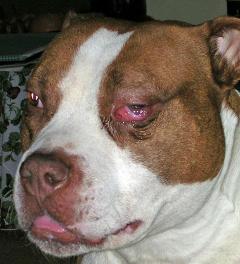 Akute Kaumuskelmyositis bei einem American Pit Bull Terrier