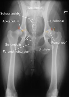 Hueftgelenksdysplasie beim Hund