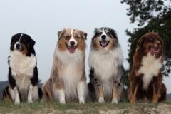 Dooggs | Australian Shepherd