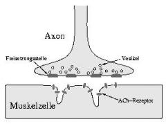 Muskel-Endplatte