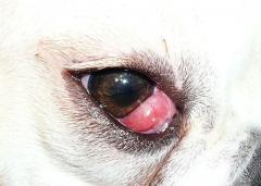 Nickhautdrüsenvorfall beim Hund
