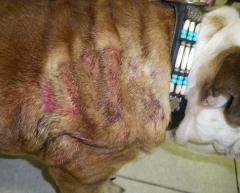 Pyotraumatische Dermatitis bei einer Englischen Bulldogge