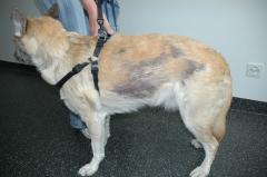 Hautkrankheit | Sebadenitis beim Haushund