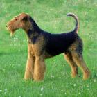 Airedale Terrier