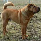 Shar-Pei