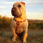 Shar-Pei