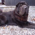 Shar-Pei
