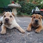 Shar-Pei