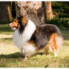 Sheltie