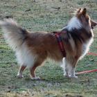 Sheltie