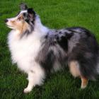 Sheltie