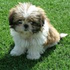 Shih-Tzu