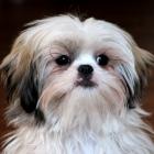 Shih-Tzu