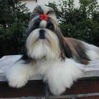 Shih-Tzu