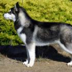 Siberian Husky