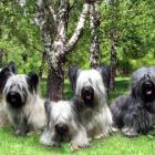 Skye Terrier