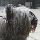 Skye Terrier