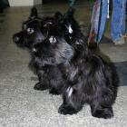 Skye Terrier