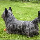 Skye Terrier