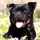 Staffordshire Bull Terrier 