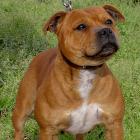 Staffordshire Bull Terrier