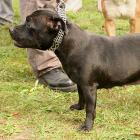 Staffordshire Bull Terrier