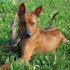 Thai Ridgeback