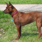 Thai Ridgeback