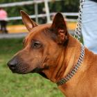 Thai Ridgeback