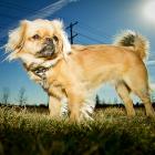 Tibet Spaniel