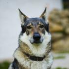 Tschechoslowakischer Wolfhund