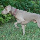 Weimaraner