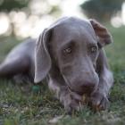 Weimaraner