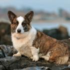 Welsh Corgi Cardigan