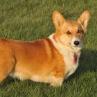 Welsh Corgi Pembroke