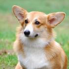 Welsh Corgi Pembroke