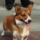 Welsh Corgi Pembroke