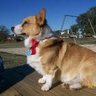 Welsh Corgi Pembroke